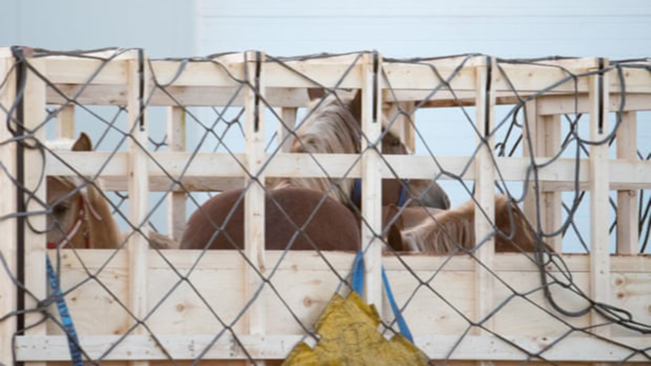 Crece la indignación por la exportación de caballos vivos a Japón para consumo humano