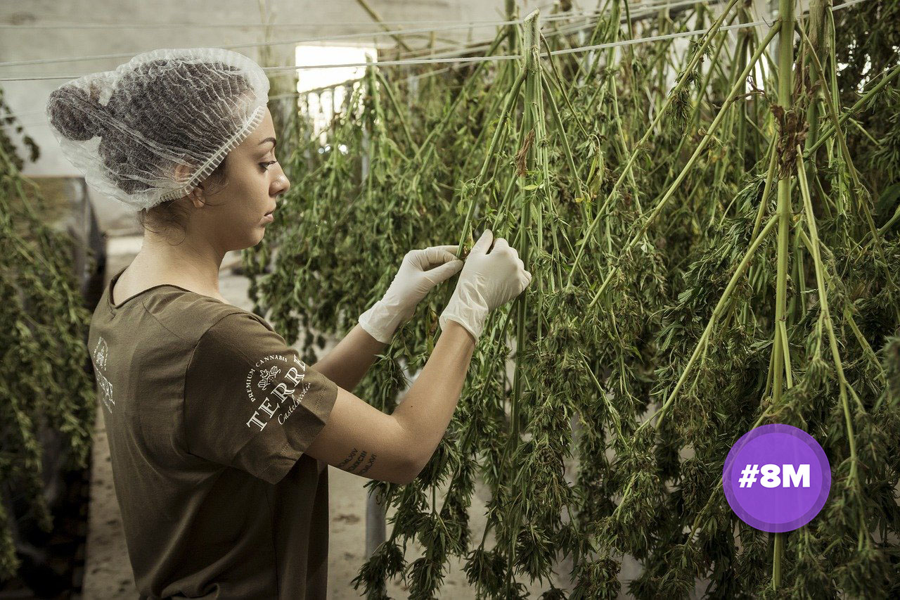Regulación de cannabis, sin perspectiva de género: Margarita Garfias