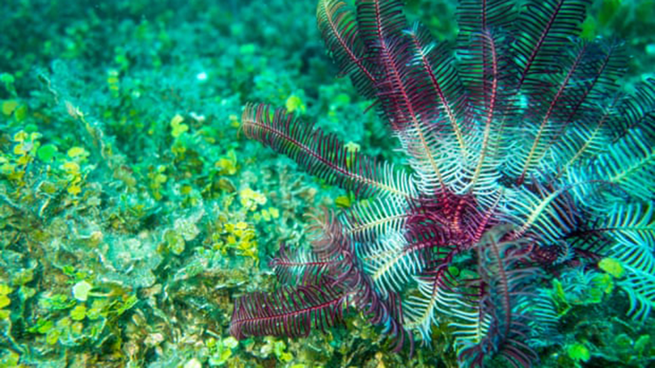 Crecen tantos corales en el Pacífico como árboles en el Amazonas, según estudio