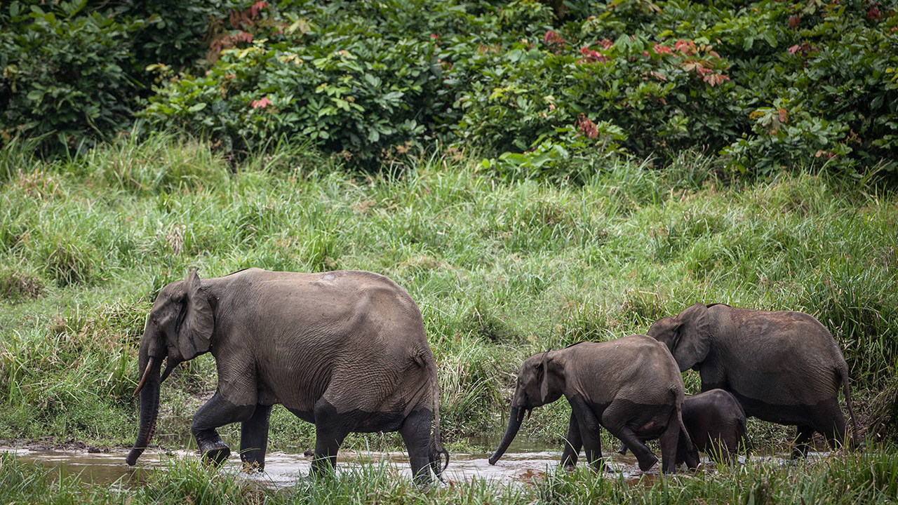 Tras 500 km, marcha de elefantes demuestra la pérdida de su hábitat