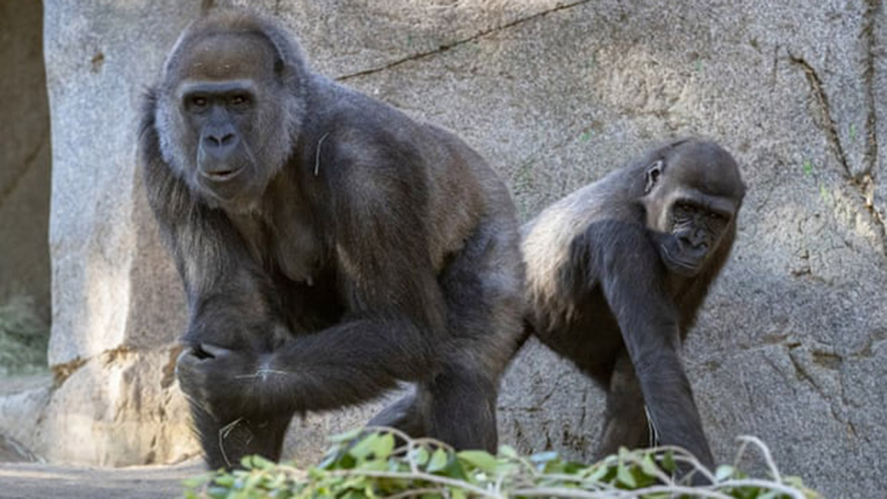 Vacunan contra Covid a simios tras brote en el zoológico de San Diego