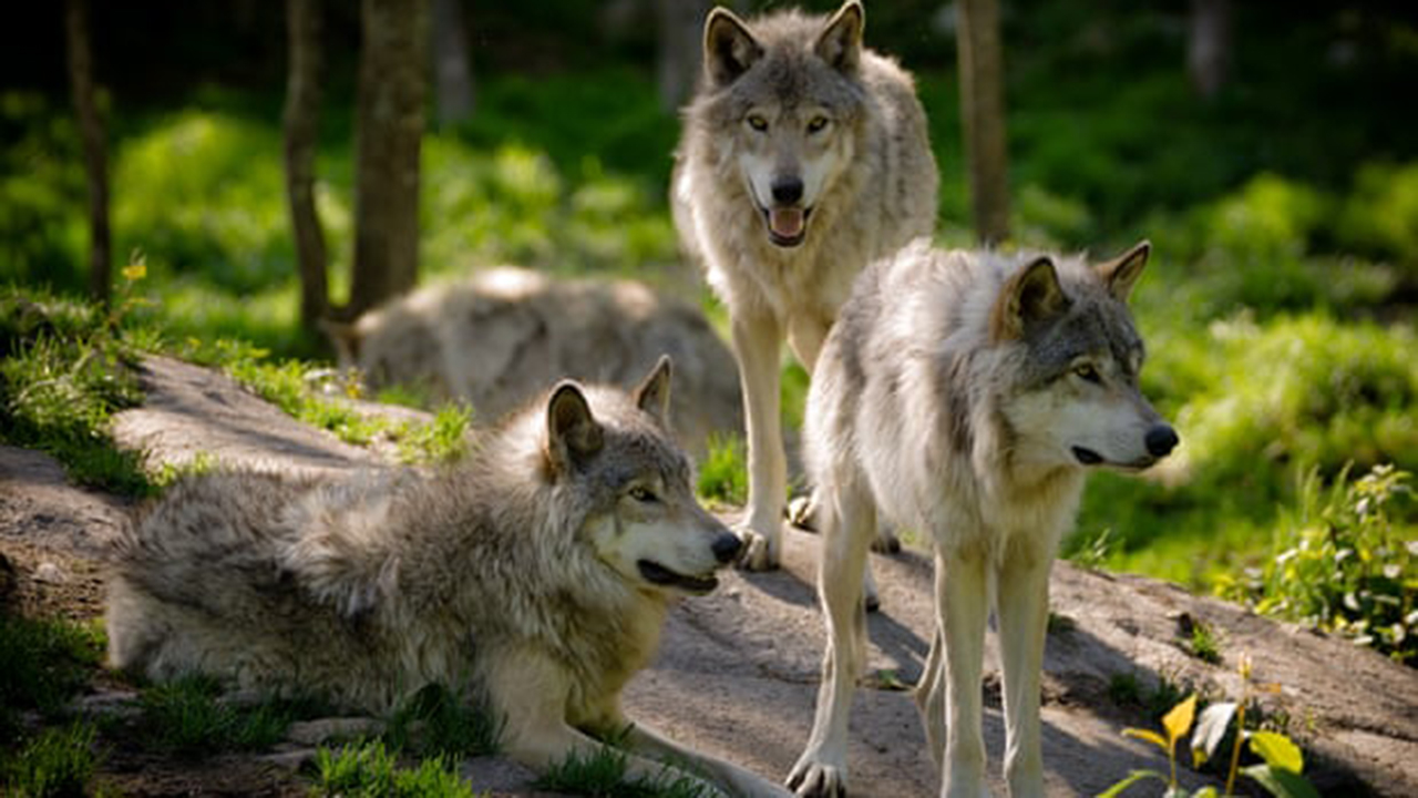 Cazadores de Wisconsin matan a 216 lobos en 60 horas y provocan un escándalo