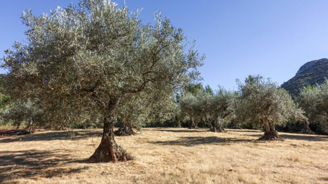 Granjeros españoles derriban olivos de un siglo para tratar de reducir costos