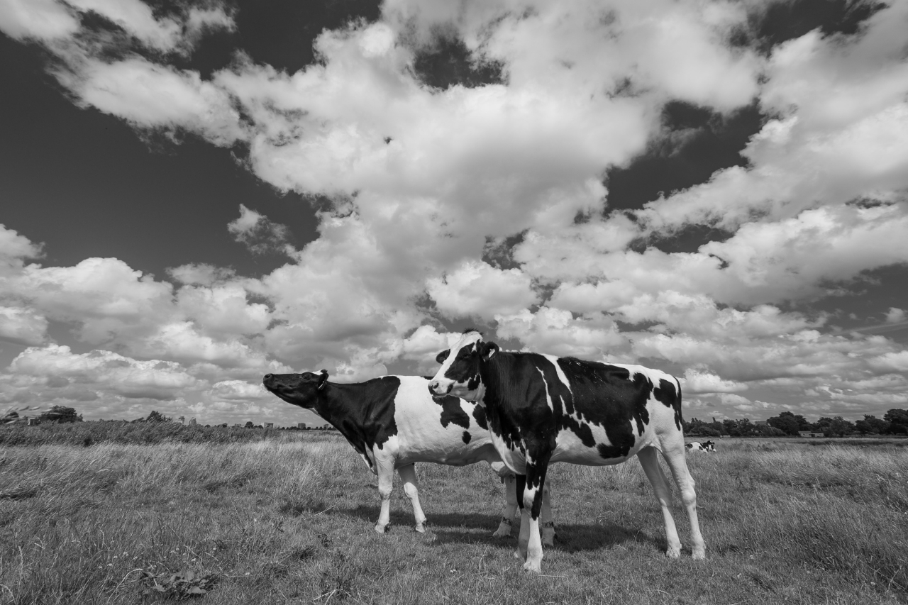 Cómo conseguir lácteos más saludables cambiando la alimentación del ganado