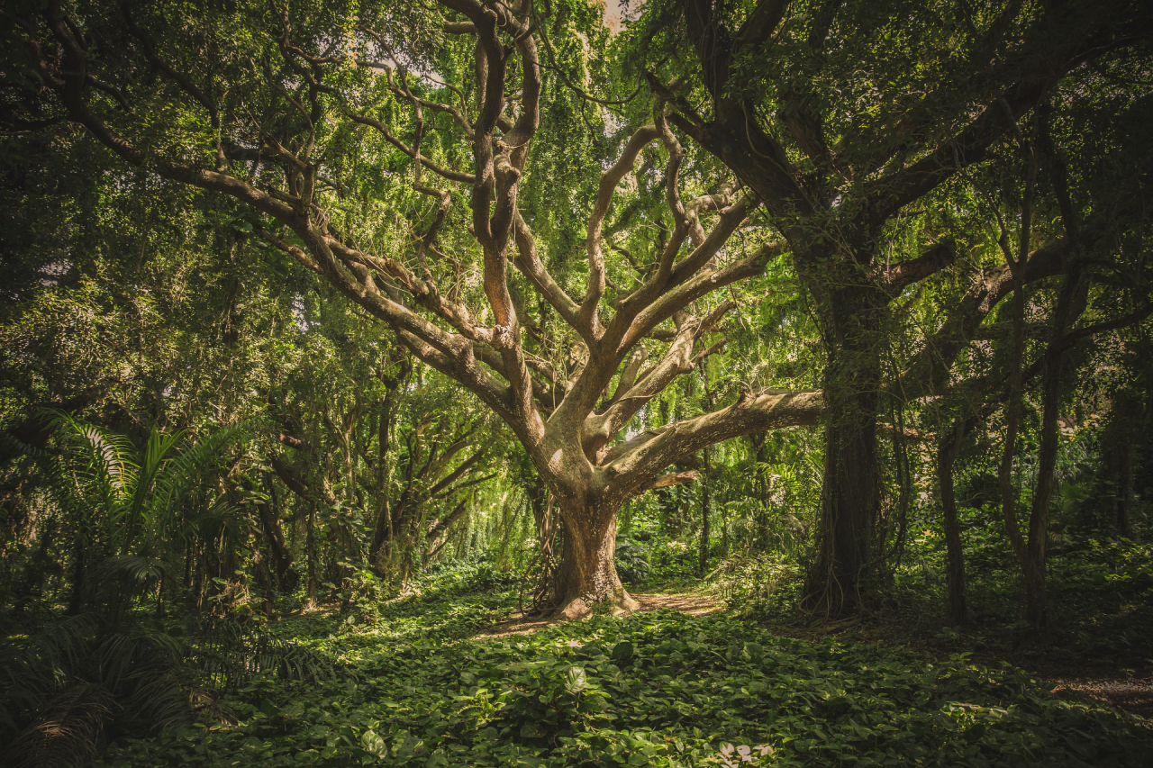 10 mitos sobre los bosques que lastran el futuro del planeta