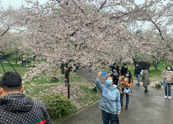 Un año después, Wuhan recupera su festival de los cerezos