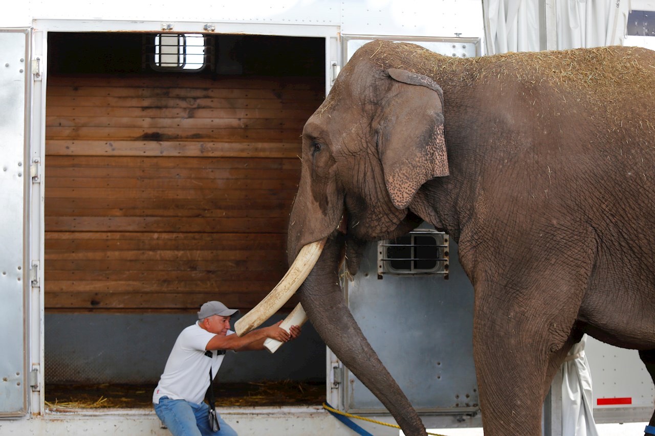 Fotogalería | Rescatan a elefante de 40 años abandonado por un circo