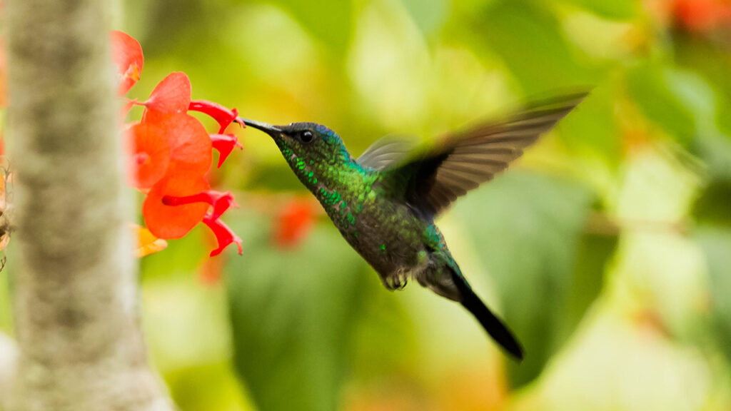 Canadá: unos colibríes detuvieron las obras de una controversial tubería de petróleo