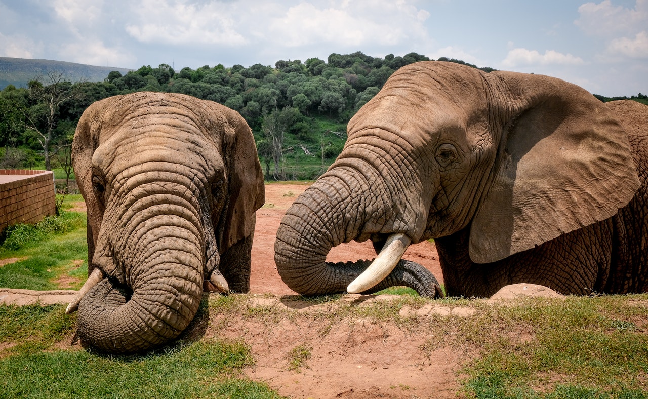 Deforestación y caza furtiva ponen en riesgo de extinción al elefante de Costa de Marfil