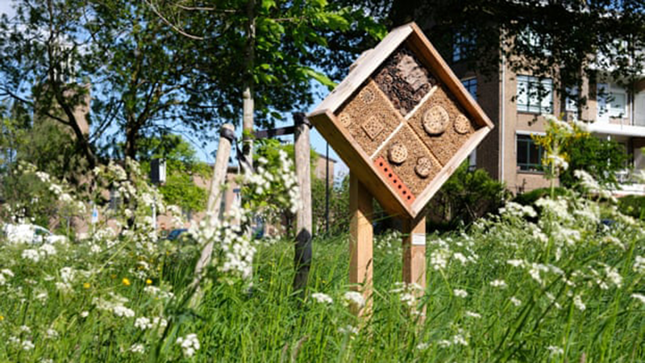 La población de abejas de Holanda se mantiene gracias a la estrategia de polinización