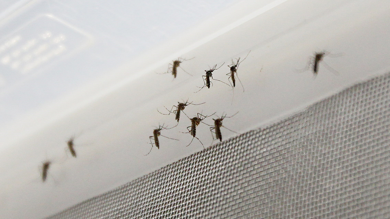 EU prueba mosquitos modificados genéticamente para combatir dengue y zika