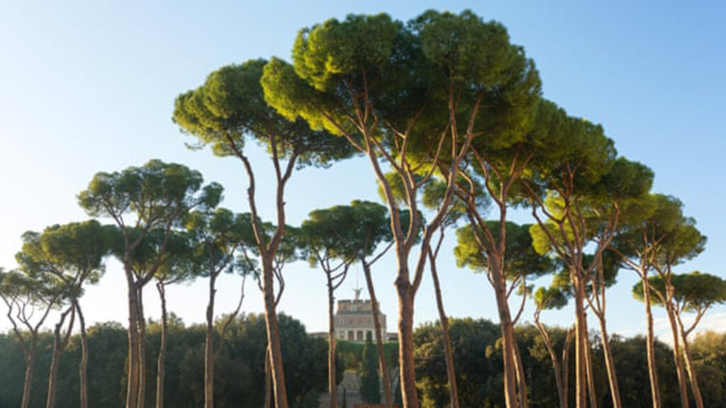500,000 euros para salvar a los pinos romanos de un parásito mortal