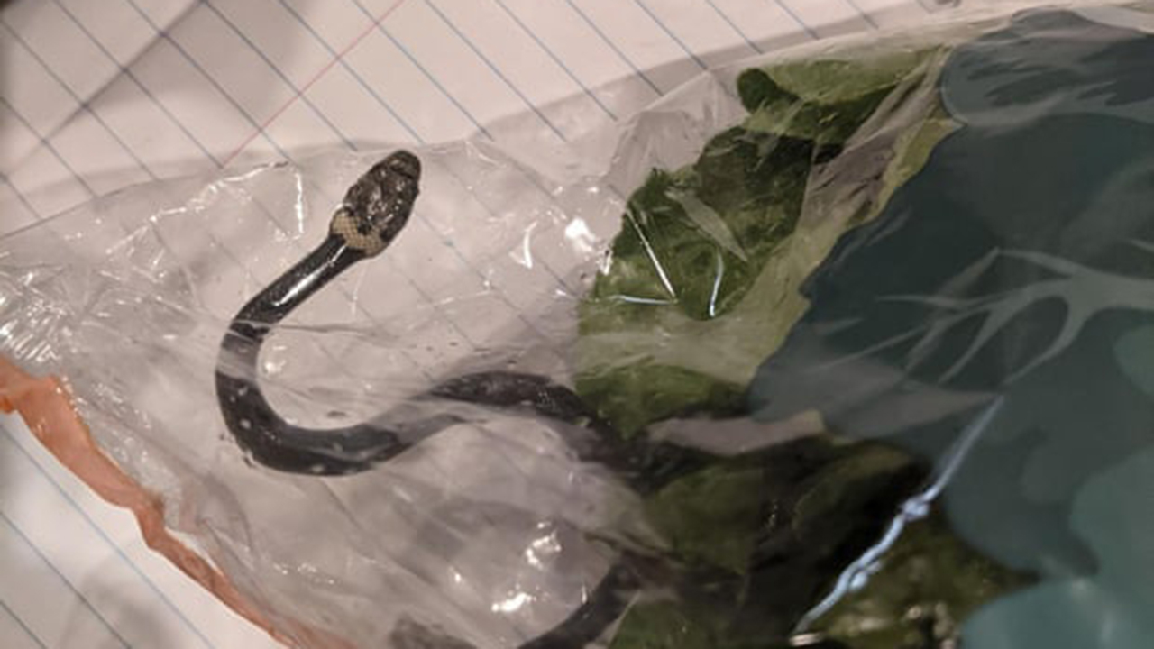 Sorpresa: una serpiente venenosa salió en una bolsa de productos frescos en Australia