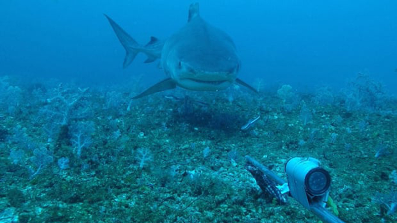 Turista estadounidense muere tras ser atacada por un tiburón en playa de las Bahamas