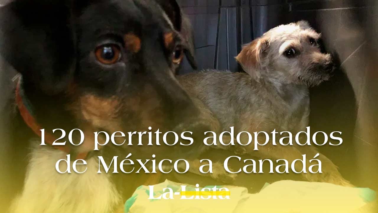 ¡Se busca una familia! Perritos mexicanos vuelan a Canadá para ser adoptados