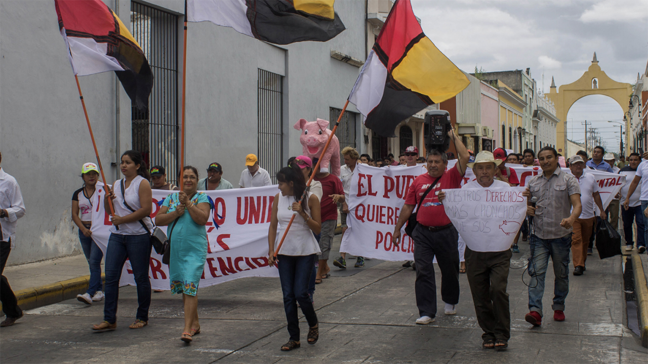 La SCJN da la razón a niños mayas: mantiene en paro la granja de cerdos de Yucatán