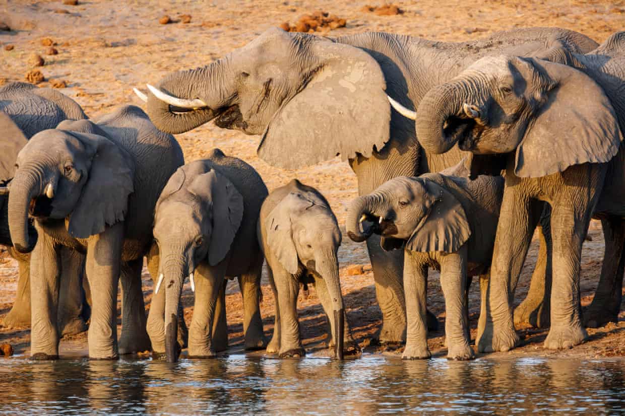 Nuevo campo petrolífero en tierras africanas amenaza la vida de 130,000 elefantes