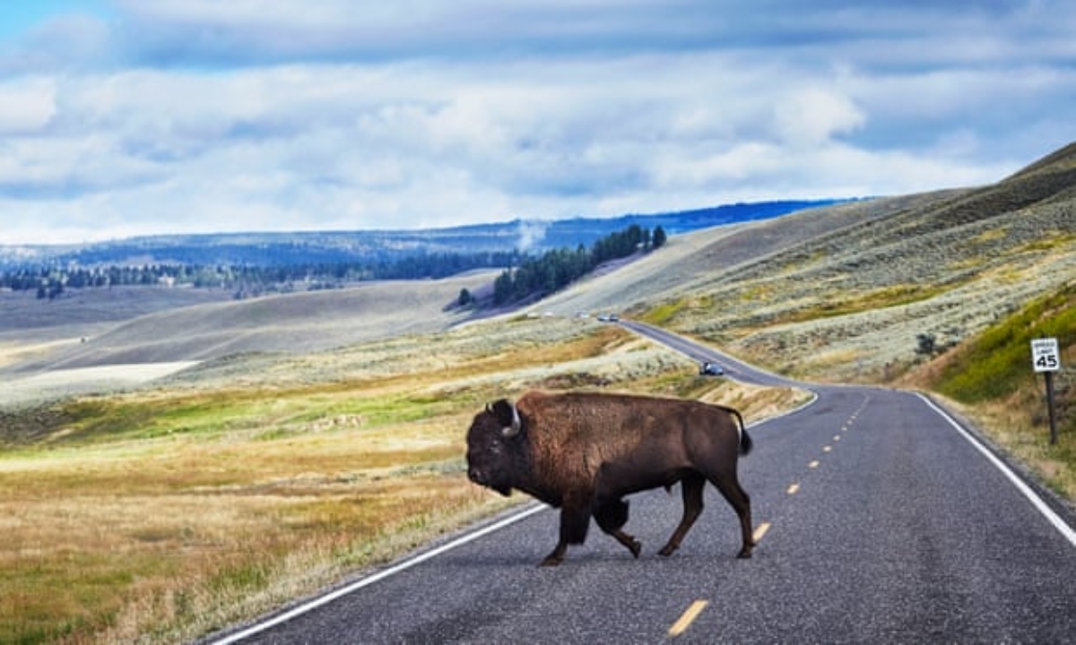 Yellowstone: el parque nacional más antiguo de EU amenazado por el cambio climático