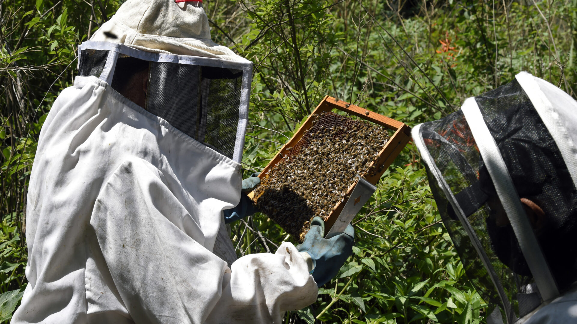 Las ‘guardianas’ de abejas se lanzan a su rescate en México