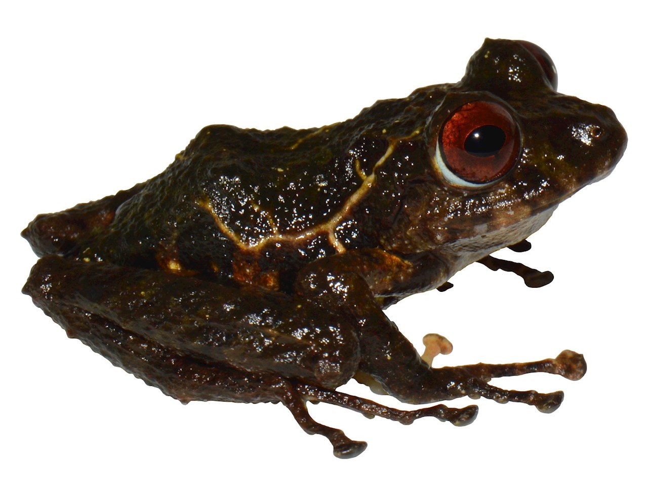 ‘Ledzeppelin’, la nueva especie de rana encontrada en Ecuador