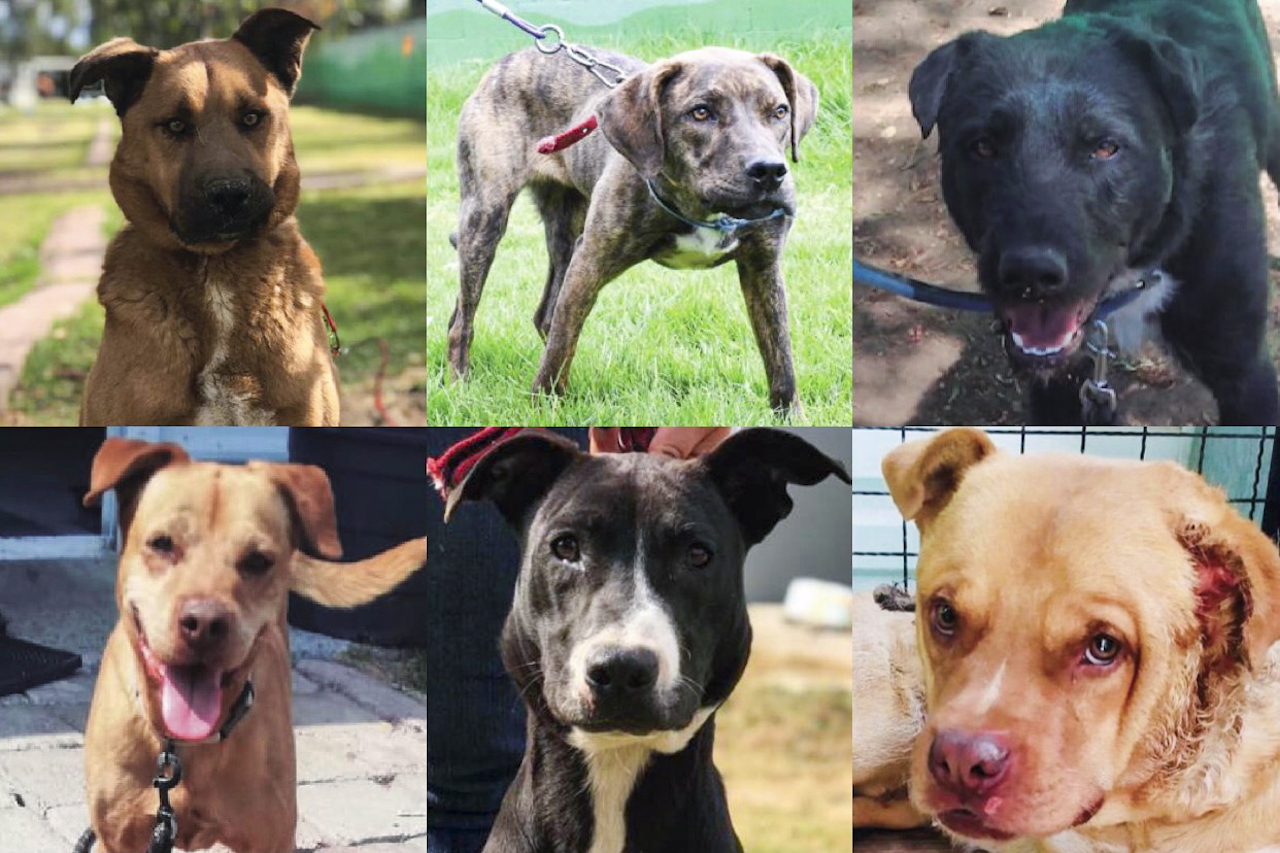El Metro ha rescatado a 366 perros y aún tiene 19 en adopción
