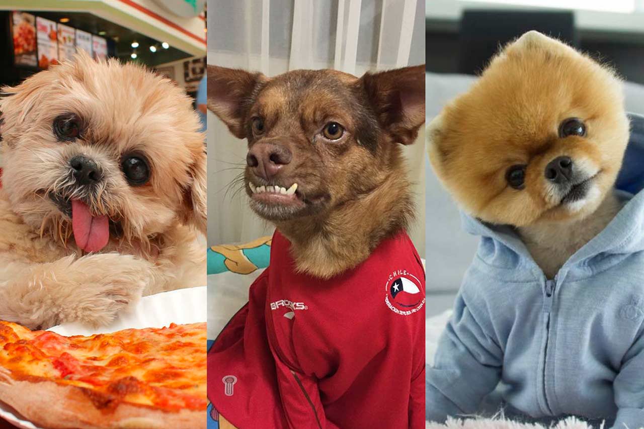 Fotogalería: Ellos son los perros más famosos de internet
