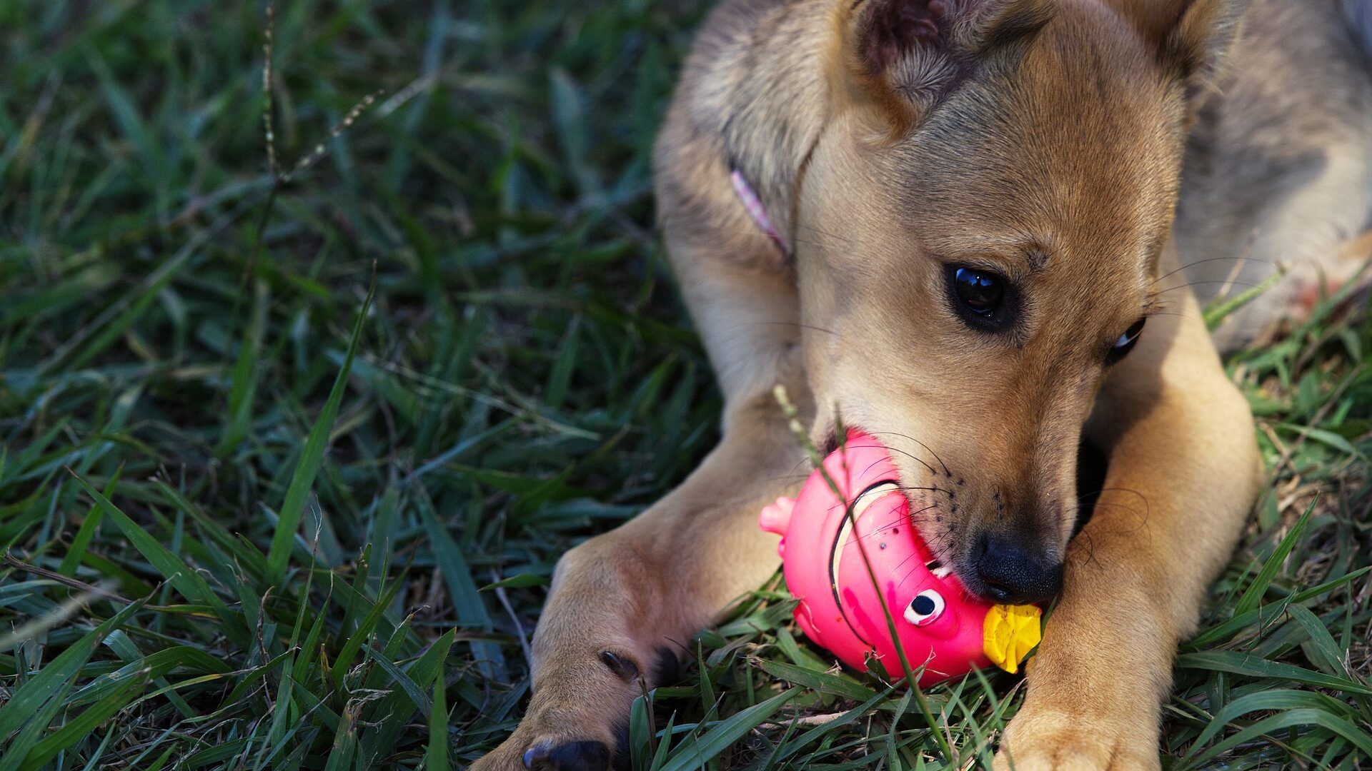 Día Mundial del Perro: Aquí La-Lista de accesorios para consentir a tu mascota