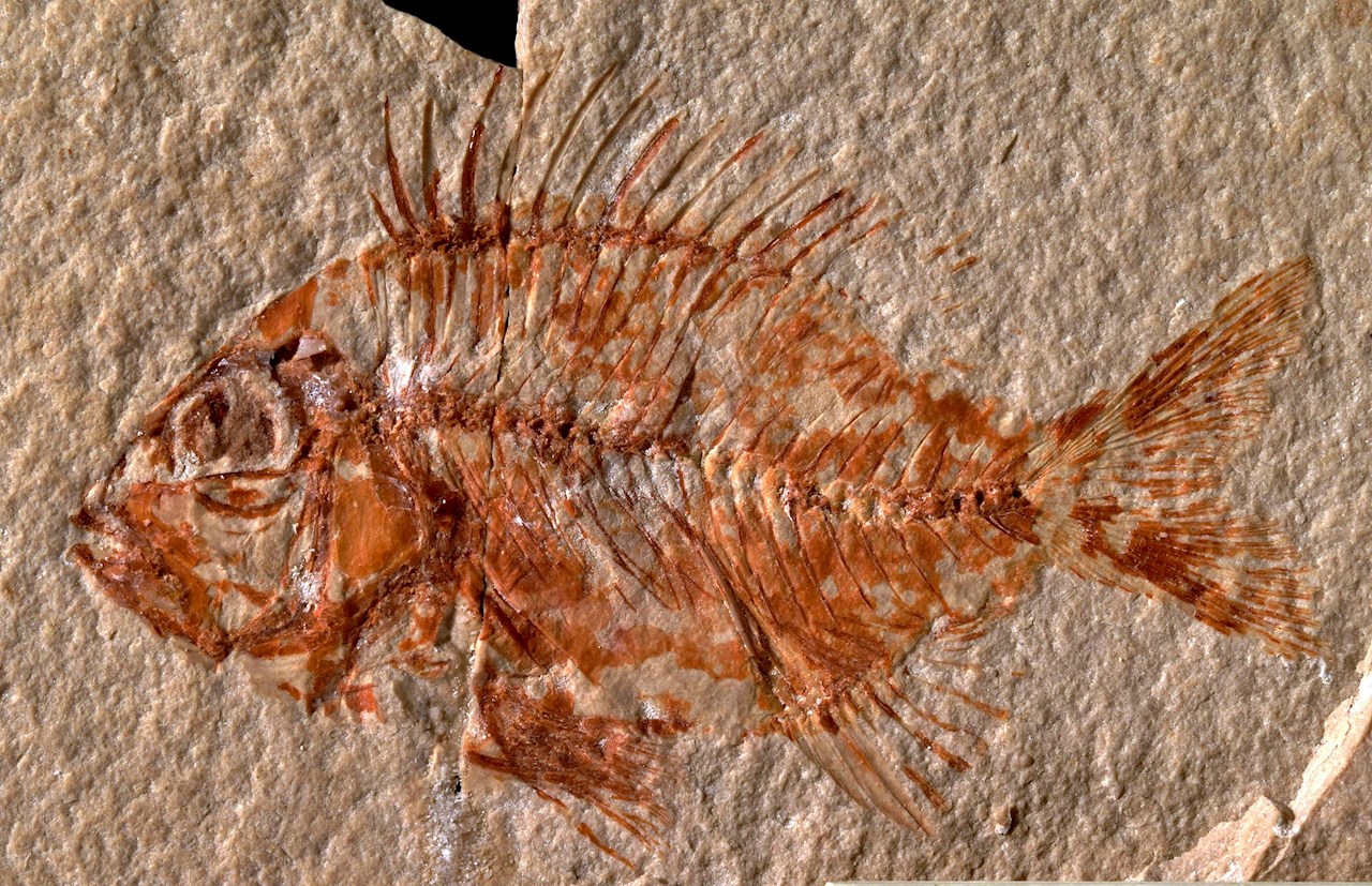 Investigadores encuentran una especie de pez mexicano que vivió hace 95 millones de años