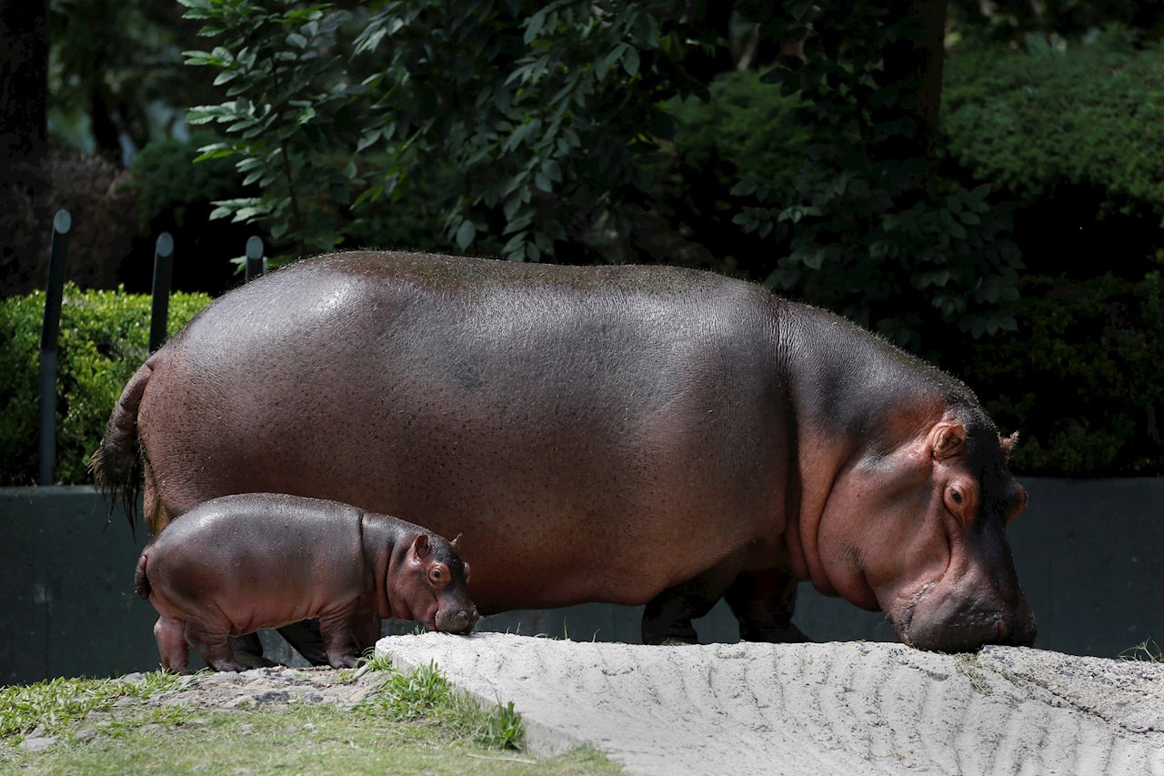 Una cría de hipopótamo en peligro de extinción nace en Guadalajara