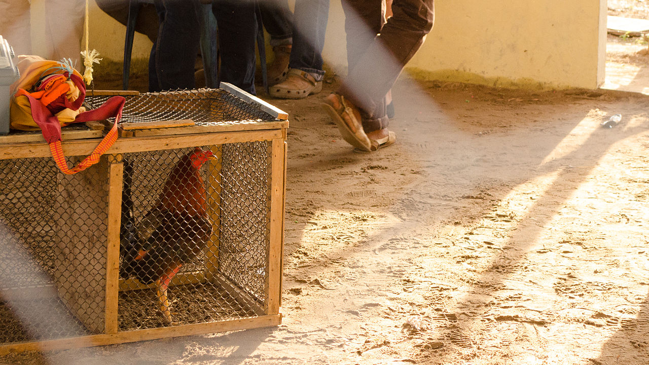 Congreso de Hidalgo declara las peleas de gallos como ‘patrimonio cultural’