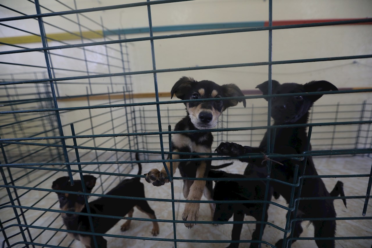 “Los Perritos de Santa Lucía”: el refugio para canes callejeros del nuevo aeropuerto