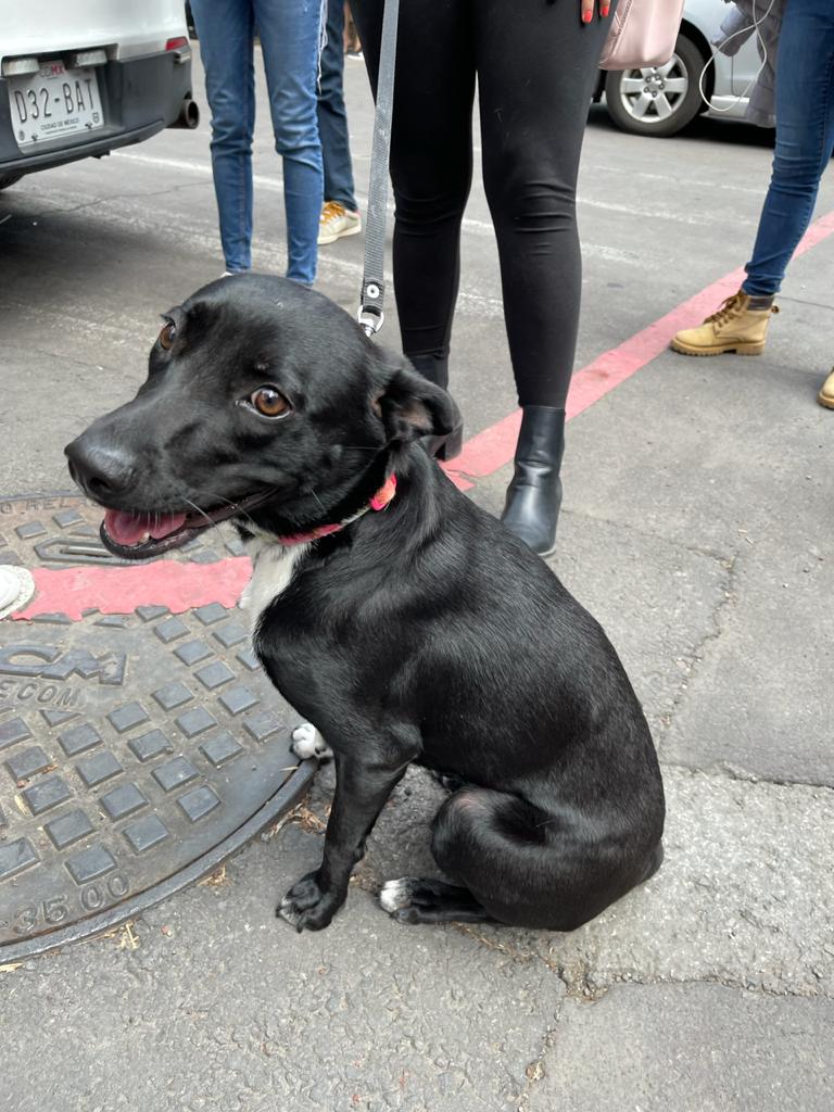 Bailey, la perrita rescatada tras la explosión en Avenida Coyoacán
