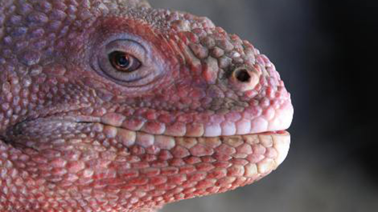 Las Iguanas rosadas superan los 200 especímenes en la Isla Galápagos