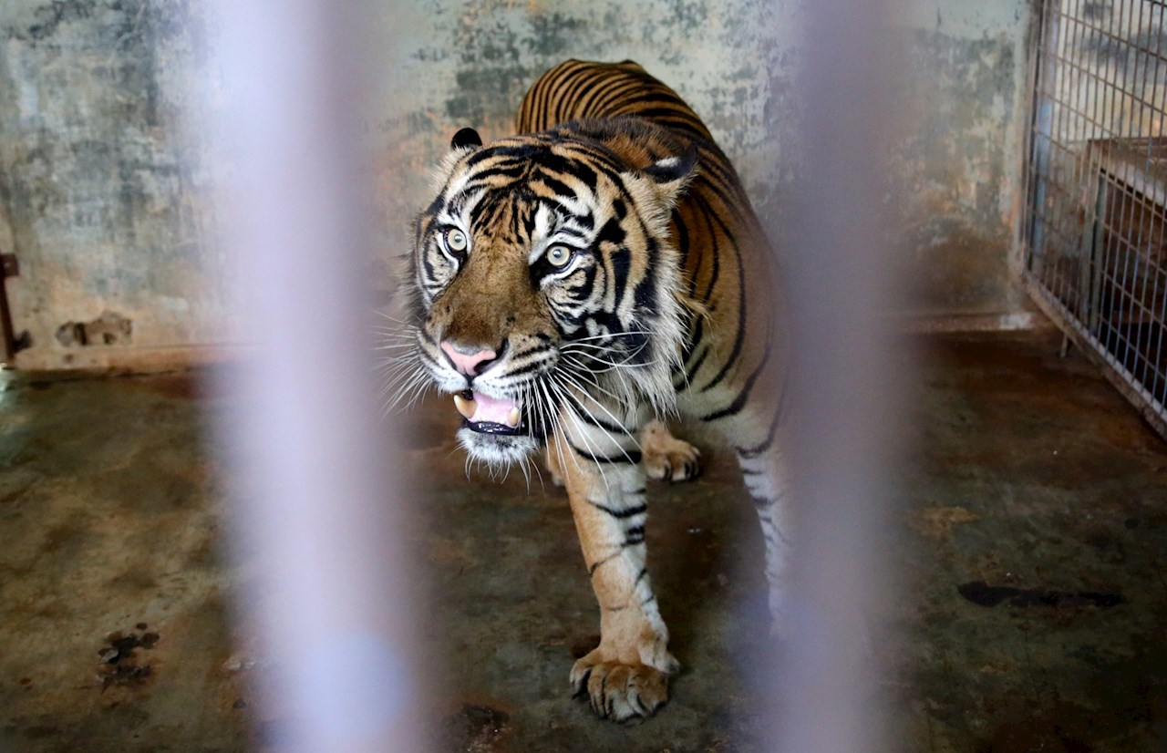 Dos tigres de Sumatra, especie en peligro de extinción, se contagian de Covid-19