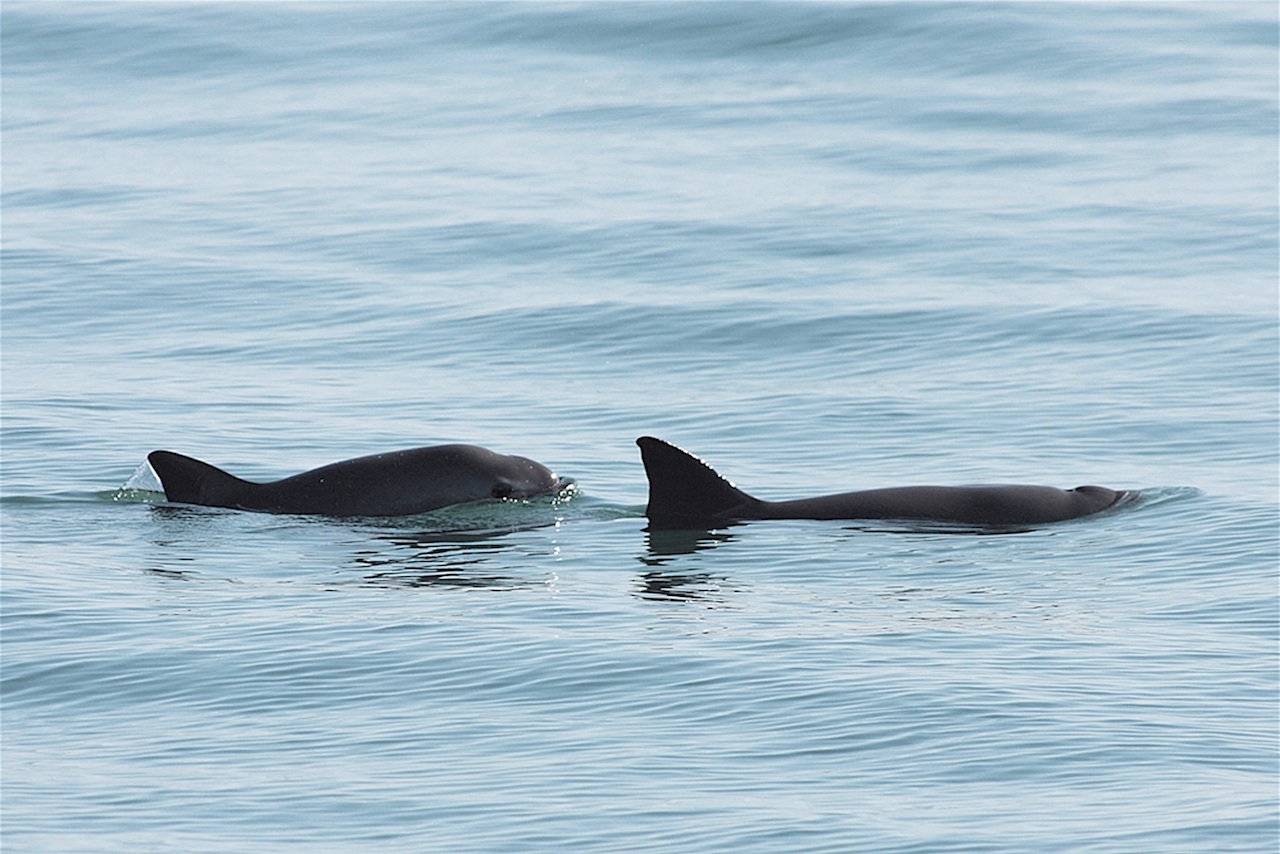 Sea Shepherd: la zona protegida de la vaquita marina está libre de redes