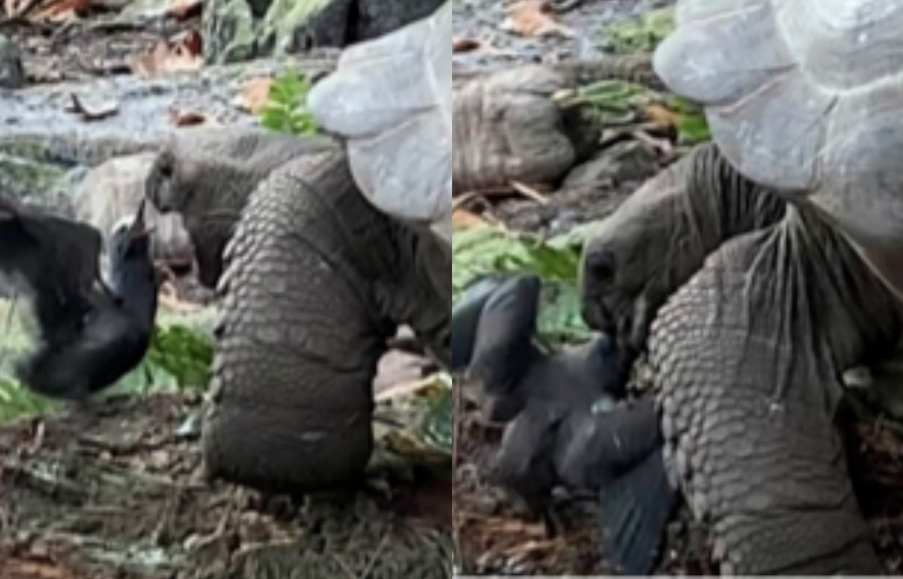 Video de tortuga cazando un polluelo desconcierta a investigadores