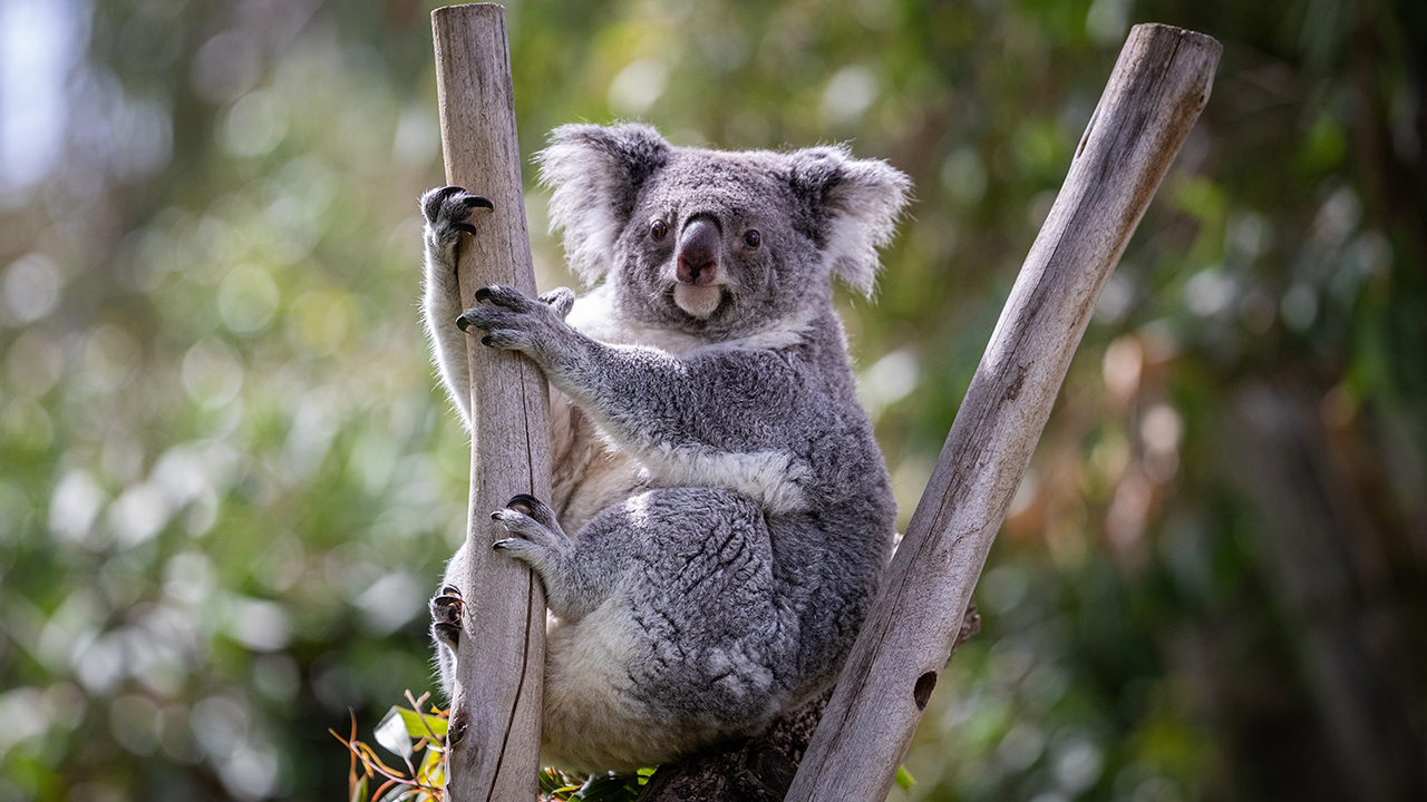 La población de koalas en Australia se redujo un 30% desde 2018