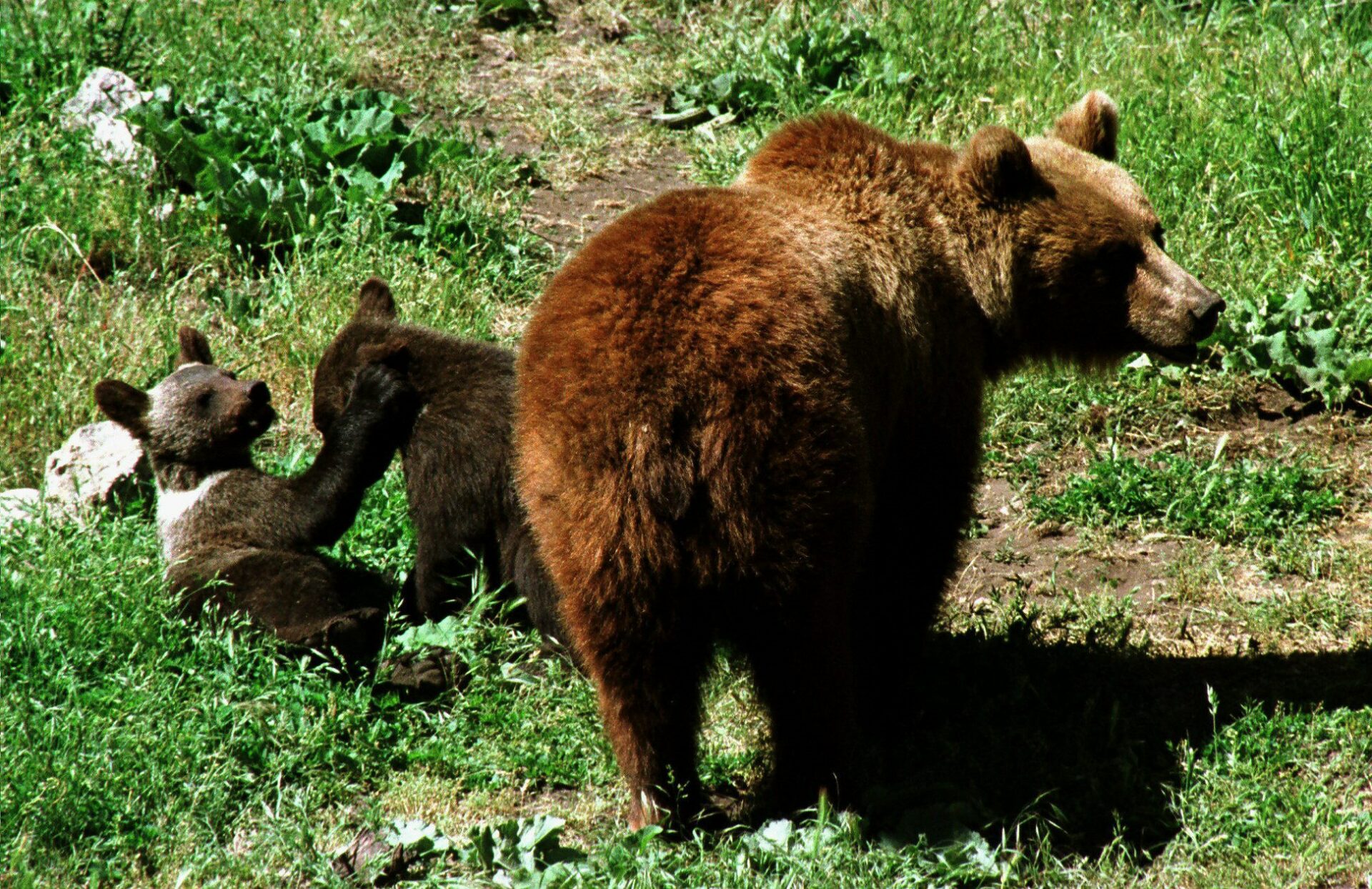 ¡Grrr! Región de Japón apuesta por el rock para evitar ataques de osos