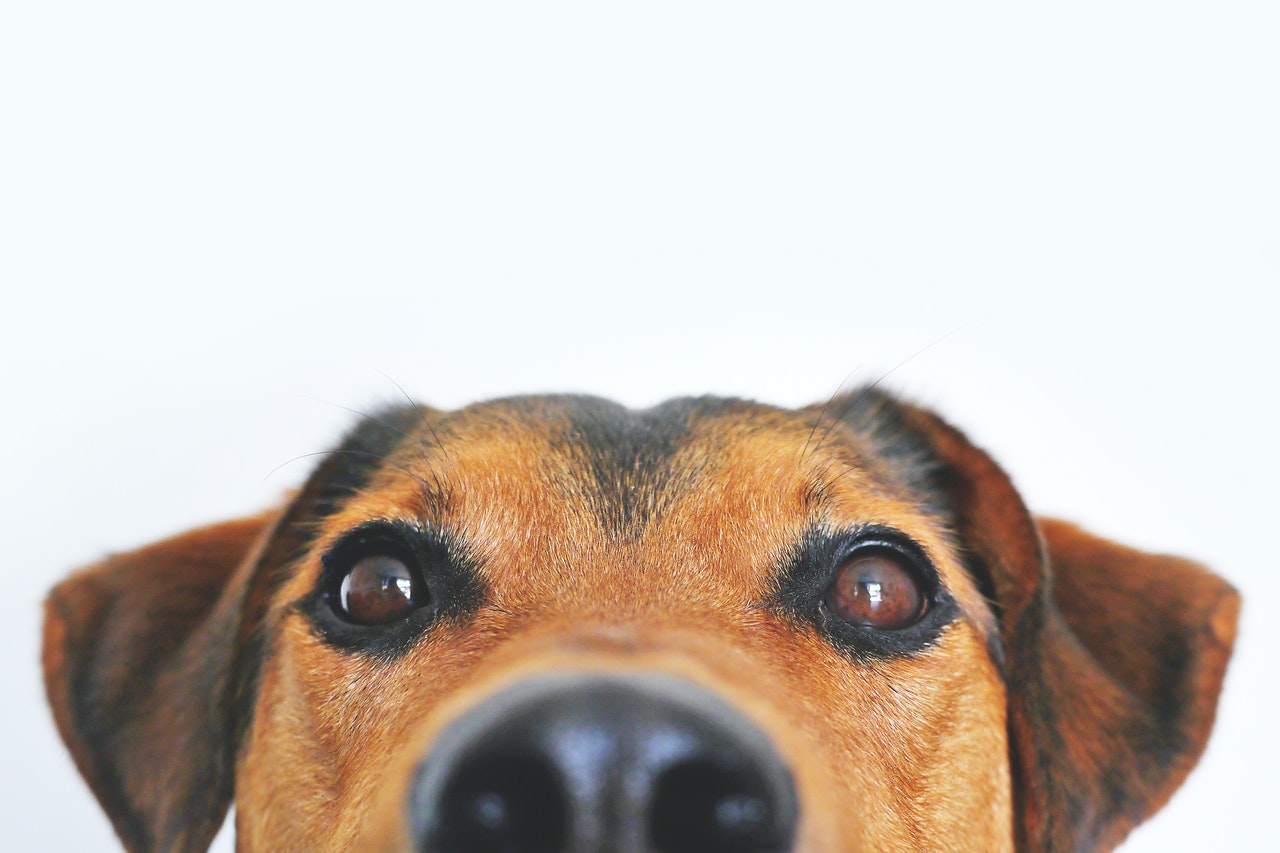 DogPhone permitirá a tu perro hacerte videollamadas mientras estás en la oficina
