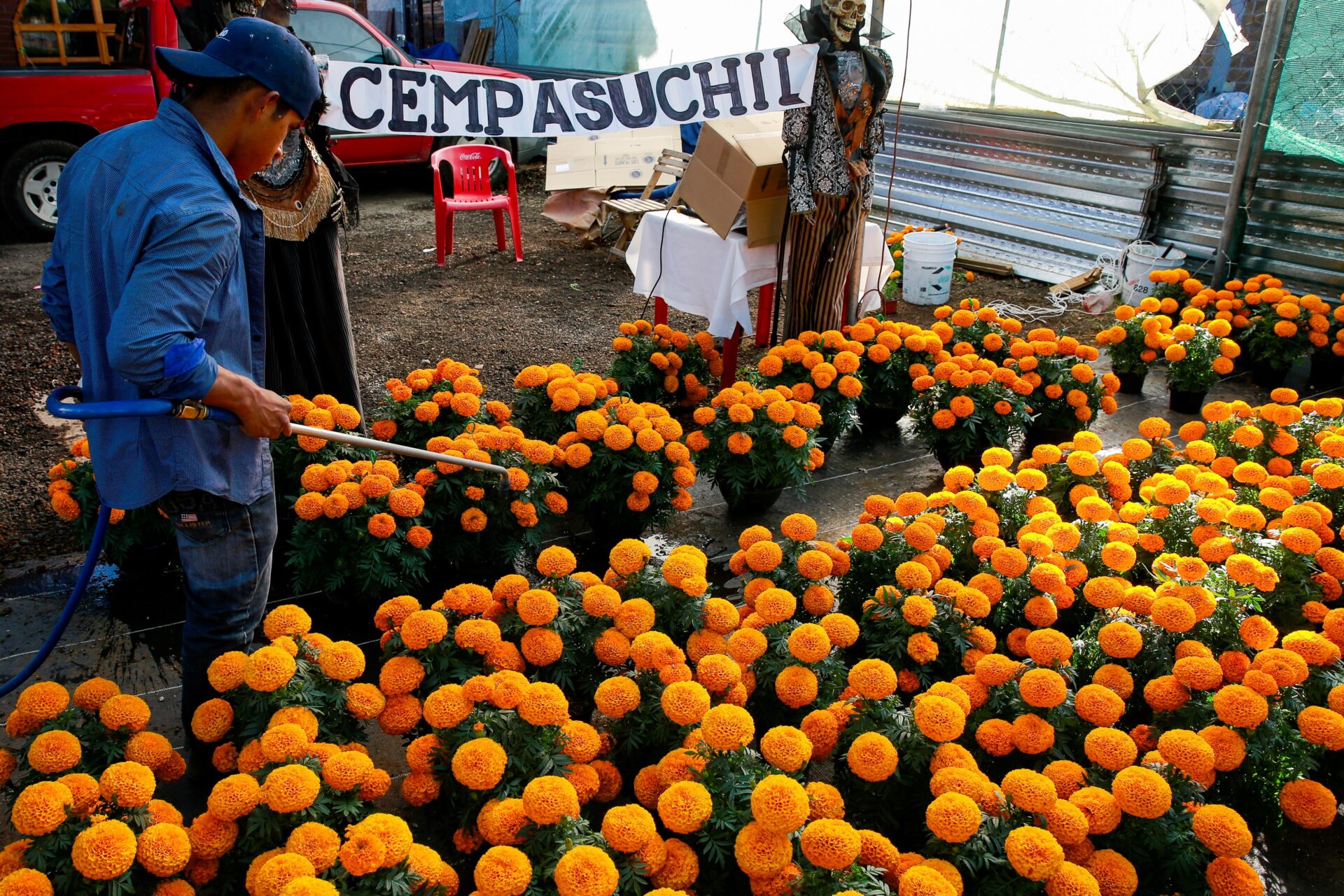 El Día de Muertos anima la esperanza de los vendedores de cempasúchil
