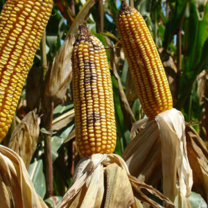 Industria prevé aumento del 28% en importaciones de maíz amarillo en México