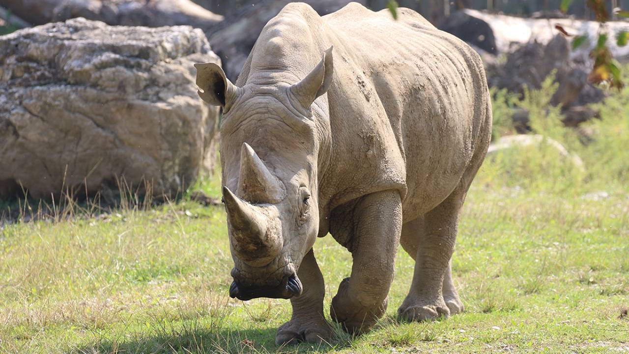 Toby, el rinoceronte blanco más viejo del mundo, muere a los 54 años