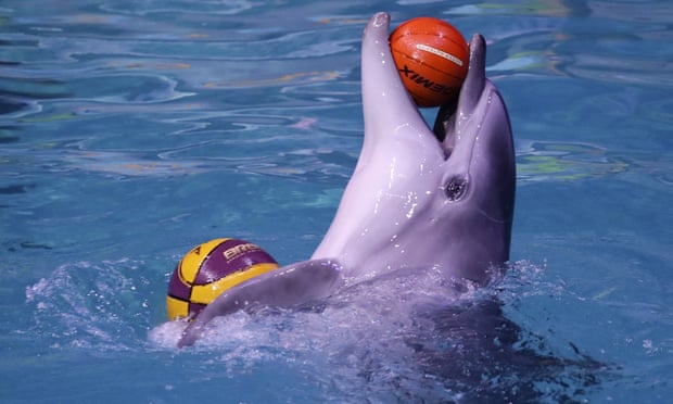 Expedia dejará de vender paquetes vacacionales que incluyen shows de delfines en cautiverio