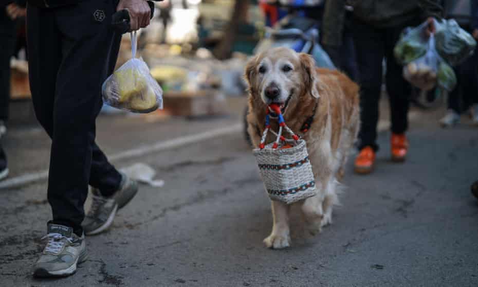 Trabajadores de la salud mataron en China a un perro mientras su dueña permanecía en cuarentena