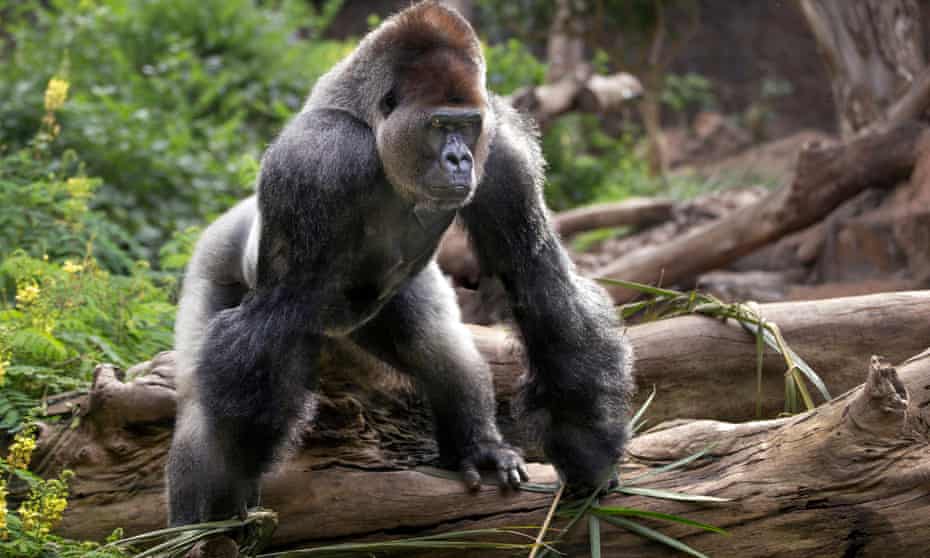 Activistas critican la propuesta de los zoológicos europeos de sacrificar a los gorilas machos adultos