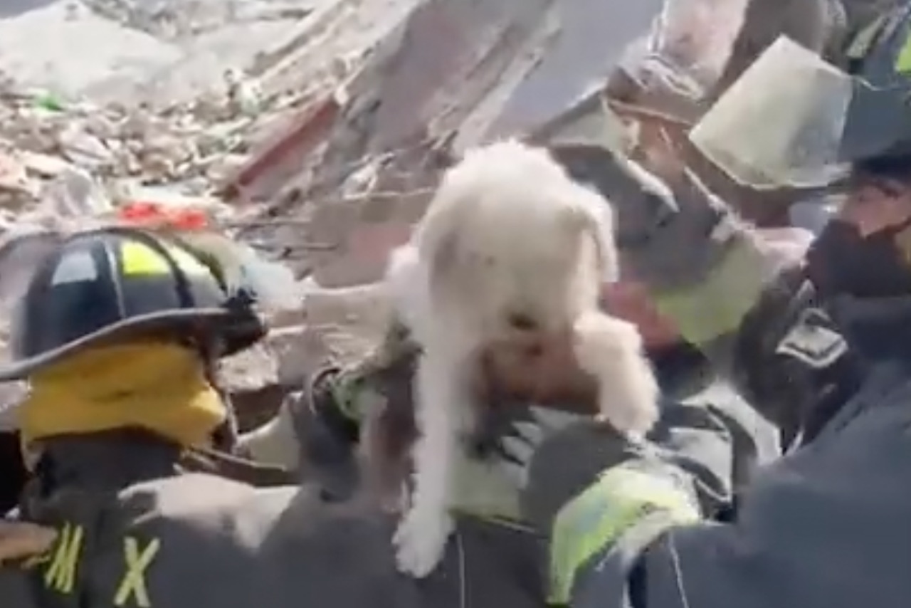 Bomberos rescatan a perrito tras explosión en la colonia Pensil, en CDMX