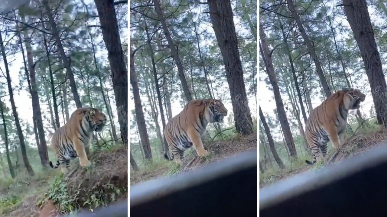 Captan en video a tigre de bengala deambulando en Tapalpa, Jalisco