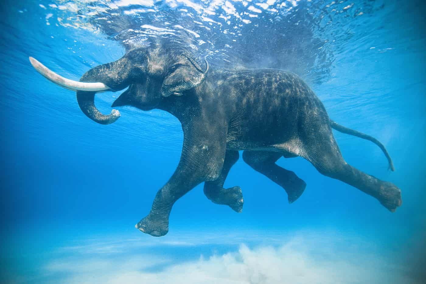 Rajan El último Elefante Que Nadaba En El Océano La Mejor Fotografía De Jody Macdonald 8254