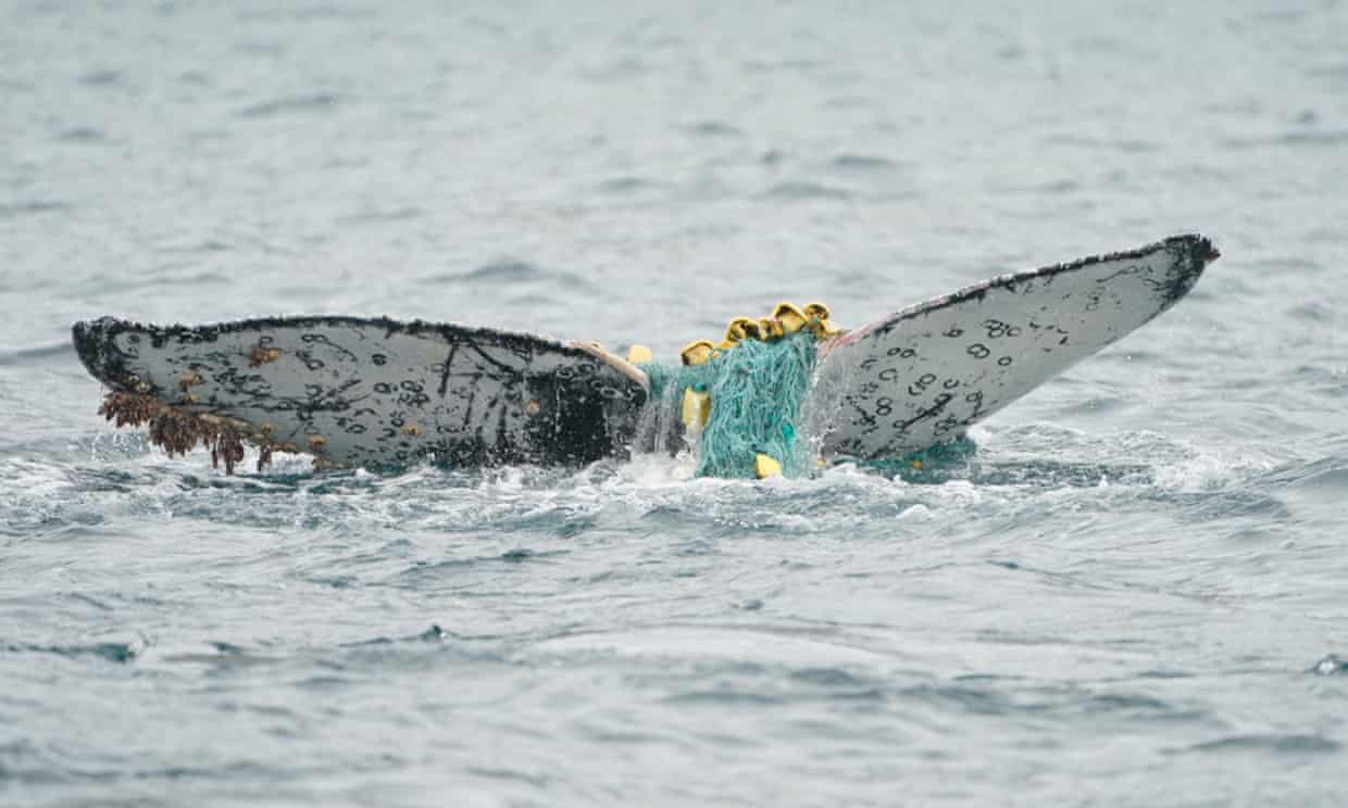 El triste destino de una ballena jorobada enredada lleva a los investigadores a pedir que se tomen medidas contra las redes de pesca