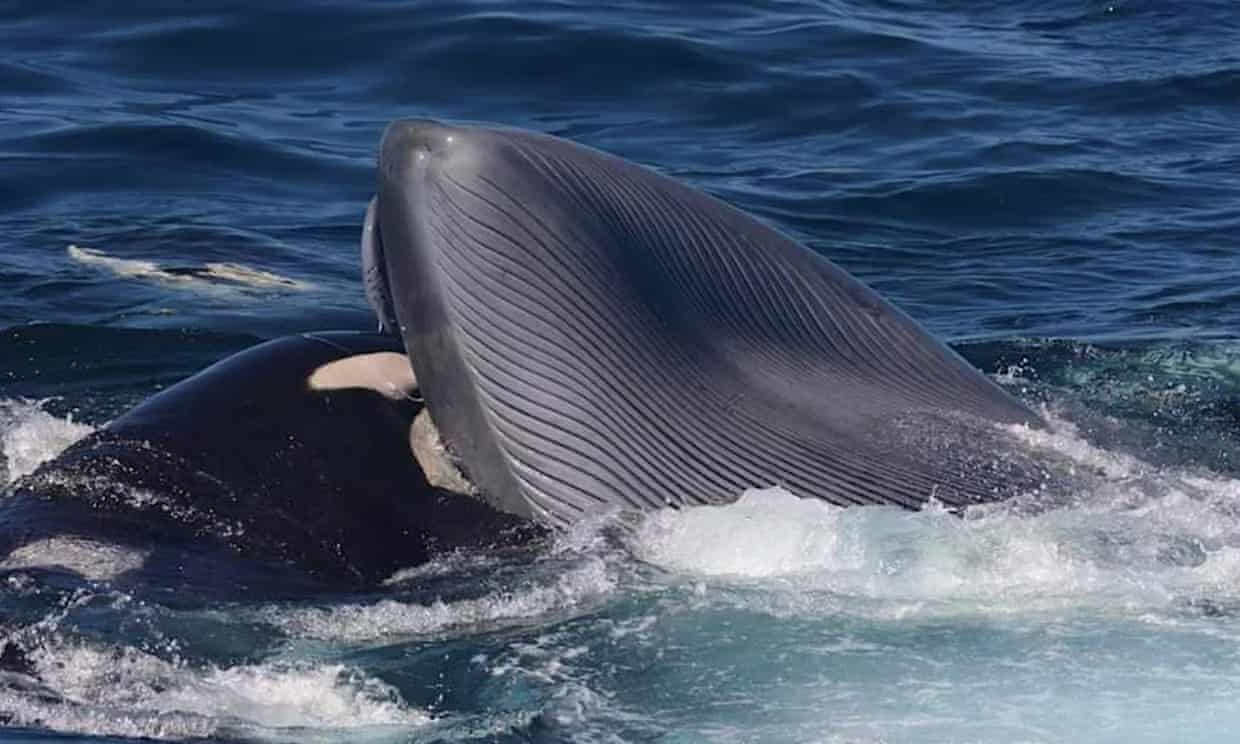 Graban a orcas matando y alimentándose de ballenas azules en brutales ataques